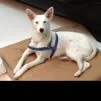 Cachorro ra a  idade 1 ano nome Nina