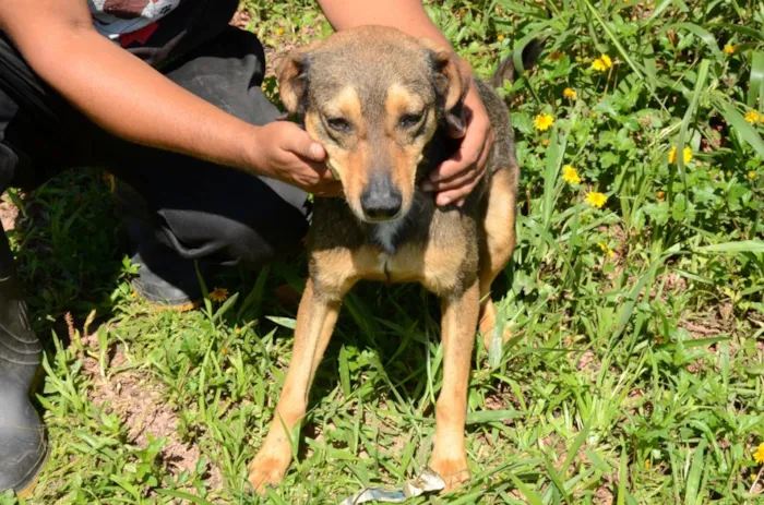 Cachorro ra a SRD idade 3 anos nome Miguel