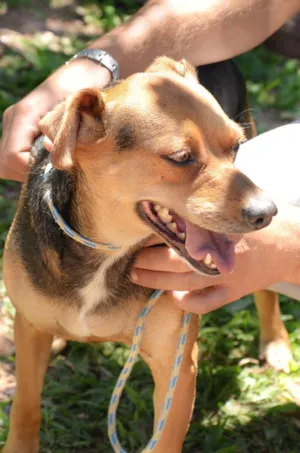 Cachorro raça SRD idade 6 ou mais anos nome Flor