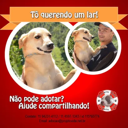 Cachorro raça SRD idade 6 ou mais anos nome Zeca