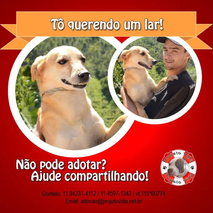 Cachorro ra a SRD idade 6 ou mais anos nome Zeca