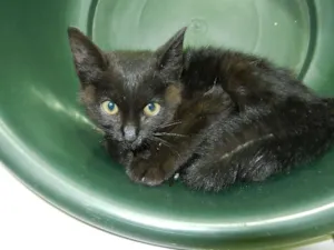 Gato raça não definida idade Abaixo de 2 meses nome Tico