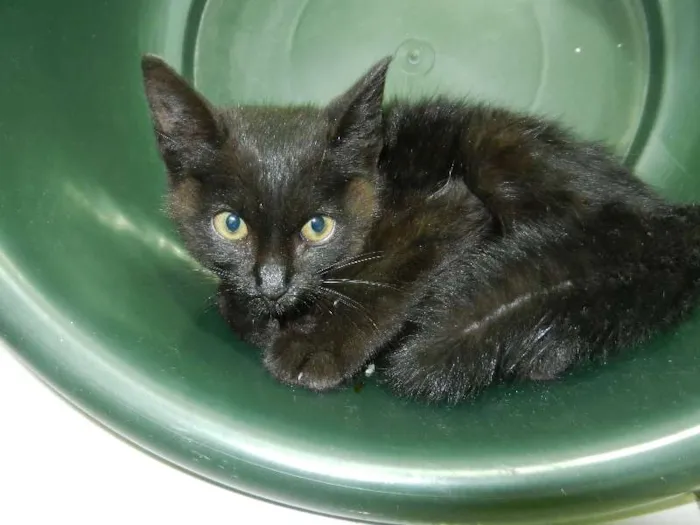 Gato ra a não definida idade Abaixo de 2 meses nome Tico