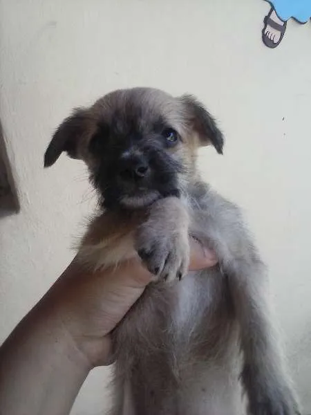 Cachorro ra a Cruzado com Poodle idade Abaixo de 2 meses nome Sem Nome Definido