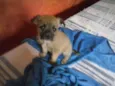 Jully