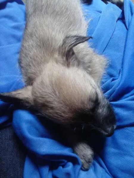 Cachorro ra a SRD idade Abaixo de 2 meses nome Jully