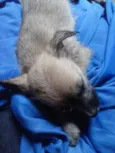 Jully