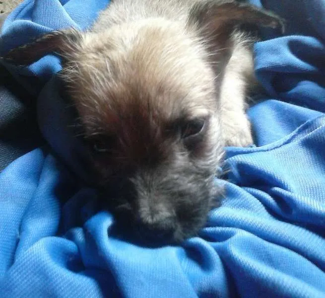 Cachorro ra a SRD idade Abaixo de 2 meses nome Jully