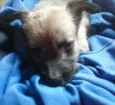Jully