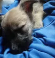 Jully