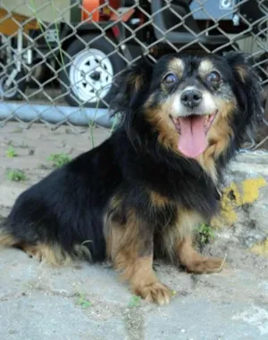 Cachorro raça SRD idade 6 ou mais anos nome Lupita