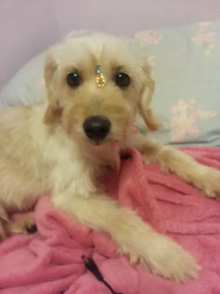 Cachorro ra a SRD idade 2 anos nome Miley