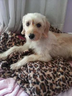 Cachorro raça SRD idade 2 anos nome Miley
