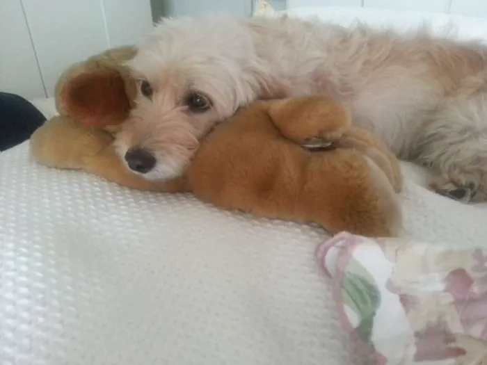 Cachorro ra a SRD idade 2 anos nome Miley