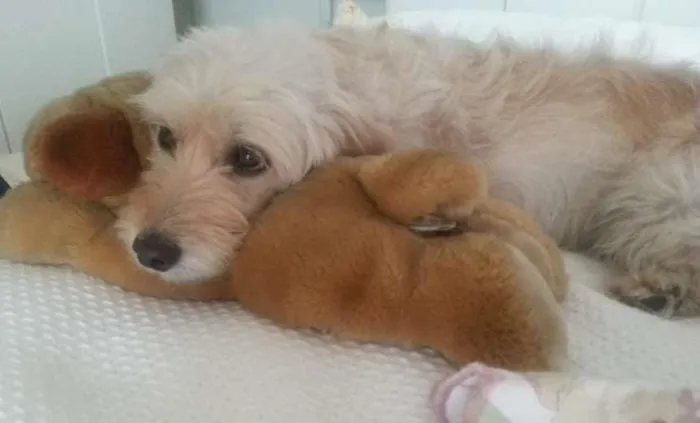 Cachorro ra a SRD idade 2 anos nome Miley