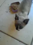 Não tem