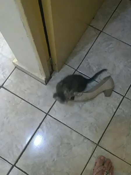 Gato ra a vira lata idade Abaixo de 2 meses nome Não tem