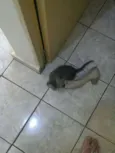 Não tem