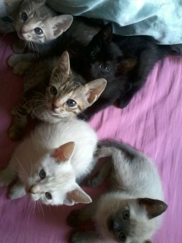 Gato raça  idade 2 a 6 meses nome Felinos