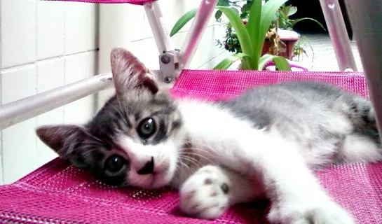 Gato ra a  idade  nome Amora