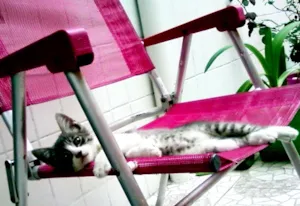 Gato raça  idade  nome Amora