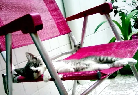 Gato ra a  idade  nome Amora