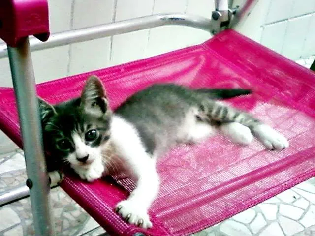 Gato ra a  idade  nome Amora