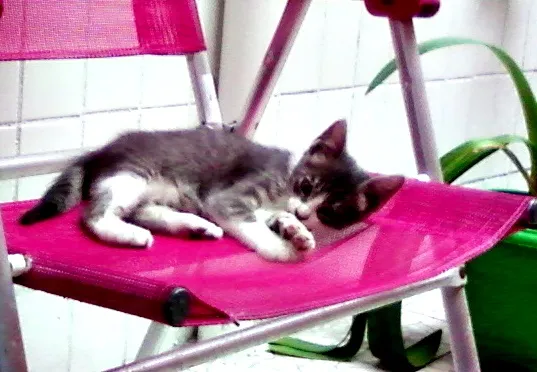Gato ra a  idade  nome Amora
