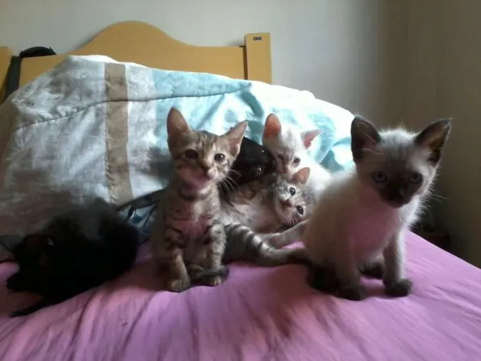 Gato raça  idade 2 a 6 meses nome Felinos