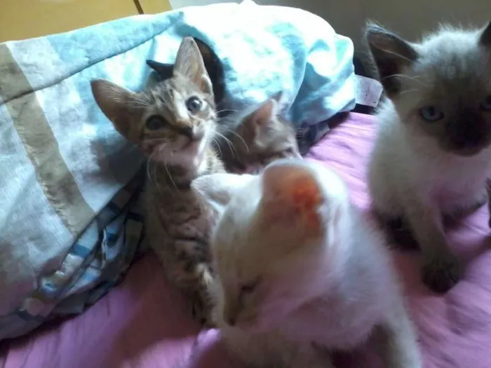 Gato raça  idade 2 a 6 meses nome Felinos