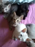 Felinos