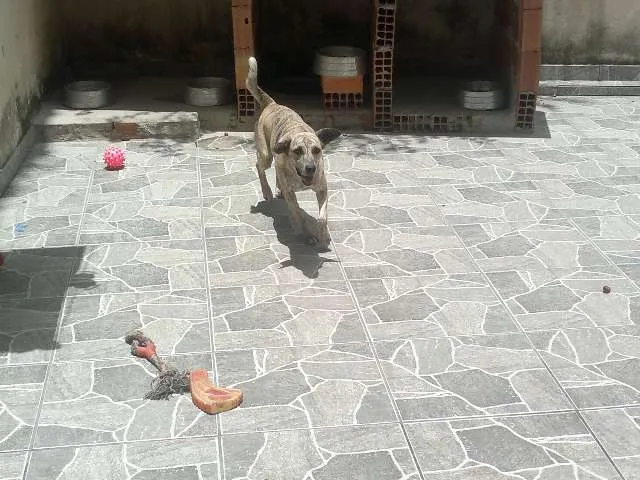 Cachorro raça SRD idade 3 anos nome Meg