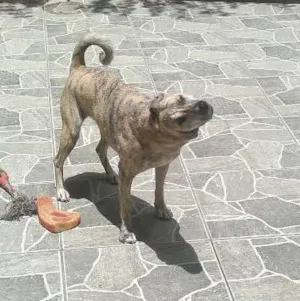 Cachorro raça SRD idade 3 anos nome Meg