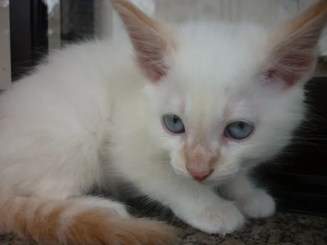 Gato ra a srd idade 2 a 6 meses nome PUFFINHO