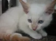 PUFFINHO