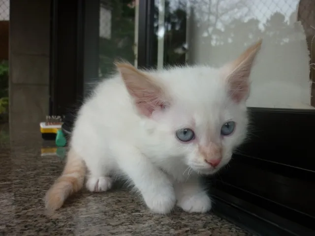 Gato ra a srd idade 2 a 6 meses nome PUFFINHO
