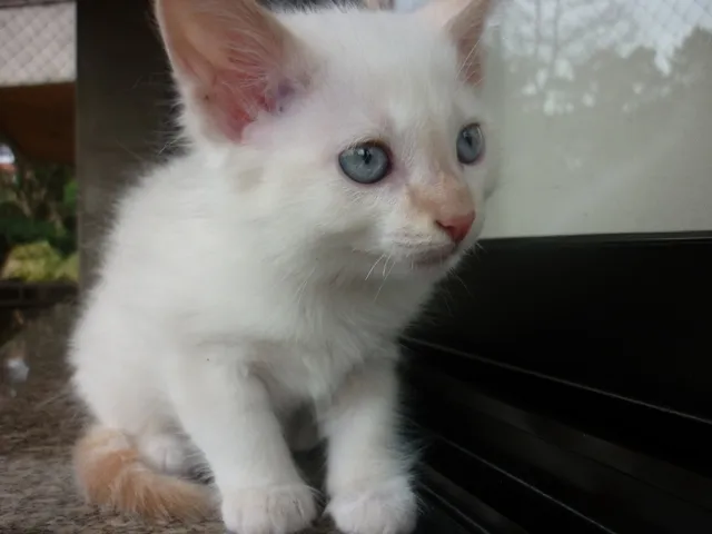 Gato ra a srd idade 2 a 6 meses nome PUFFINHO