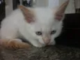 PUFFINHO