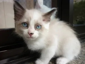 Gato raça SRD idade 2 a 6 meses nome GINGER