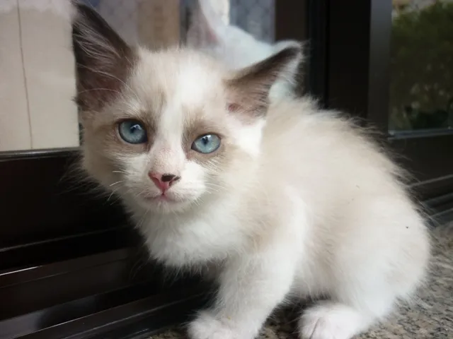 Gato ra a SRD idade 2 a 6 meses nome GINGER