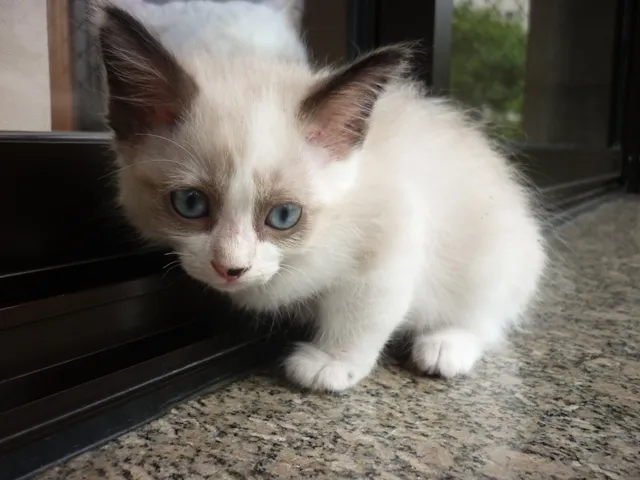Gato ra a SRD idade 2 a 6 meses nome GINGER
