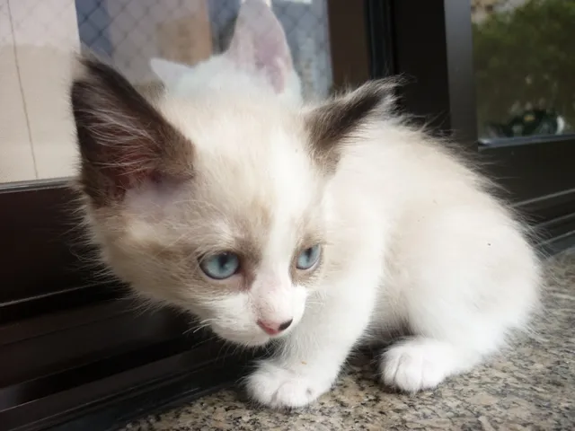 Gato ra a SRD idade 2 a 6 meses nome GINGER