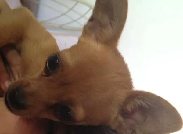 Cachorro ra a Pinscher idade 7 a 11 meses nome CISCO GRATIFICA
