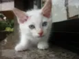 FLUFINHO