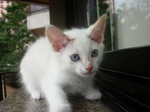 Gato raça SRD idade 2 a 6 meses nome FLUFINHO