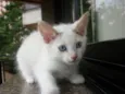 FLUFINHO