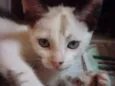 GRACIE
