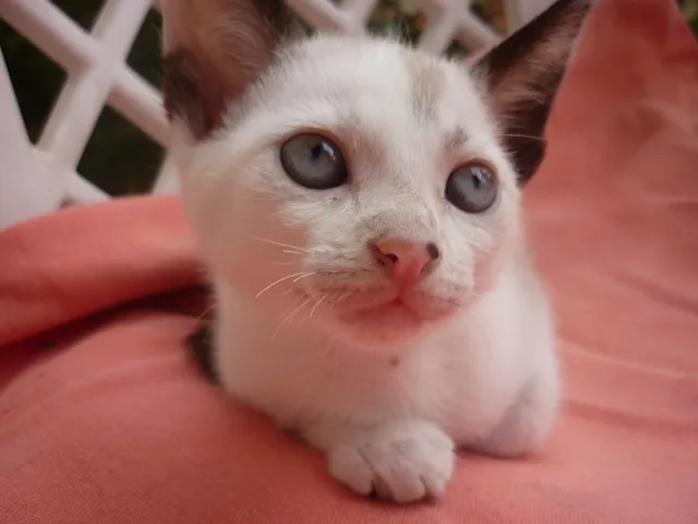 Gato ra a SRD idade 2 a 6 meses nome GRACIE