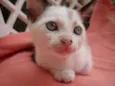 GRACIE