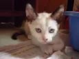 GRACIE